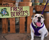 EcoBark Pet Supplies