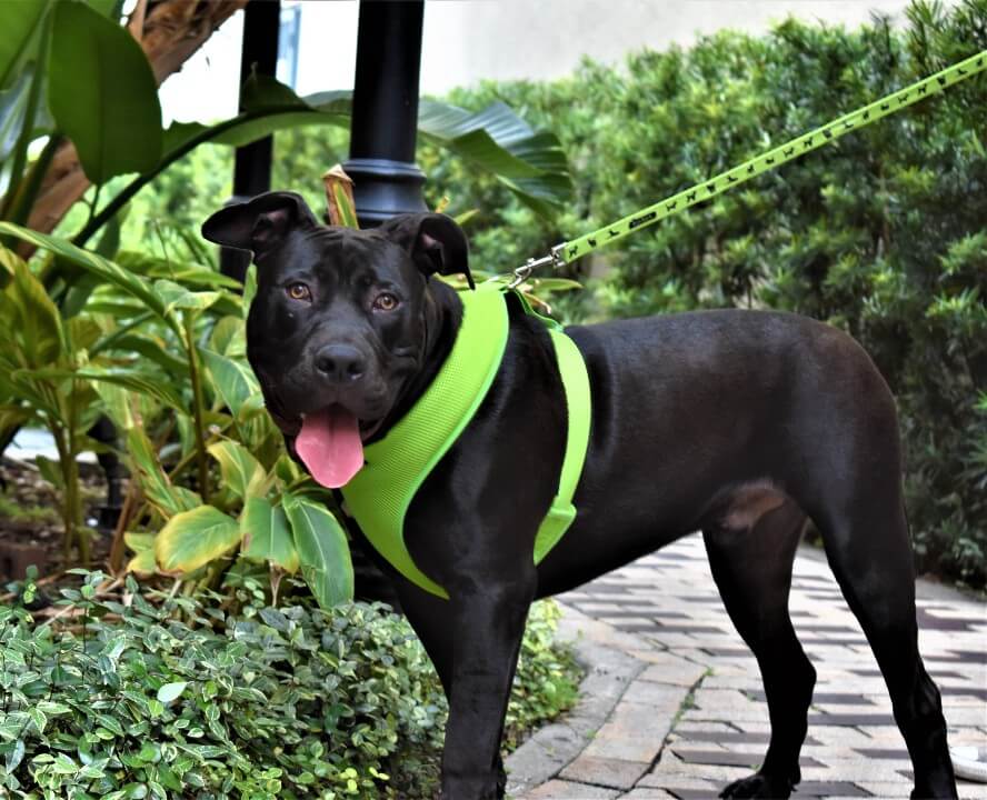 EcoBark Pet Supplies