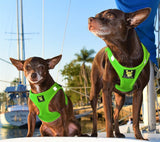 Two teacup chihuahuas wearing lime green EcoBark mesh step-in mesh dog harnesses, enjoying a sunny day on a boat in a marina