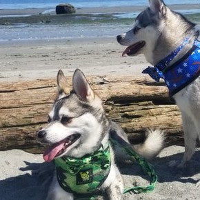 EcoBark Pet Supplies