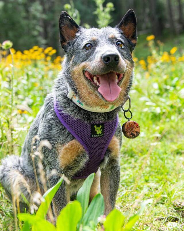 EcoBark Pet Supplies