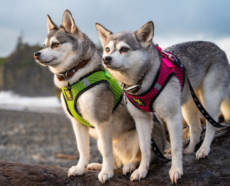 EcoBark Pet Supplies