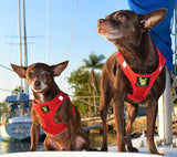 Two teacup chihuahuas wearing red EcoBark step-in mesh dog harnesses, sitting on the deck of a boat in a sunny marina